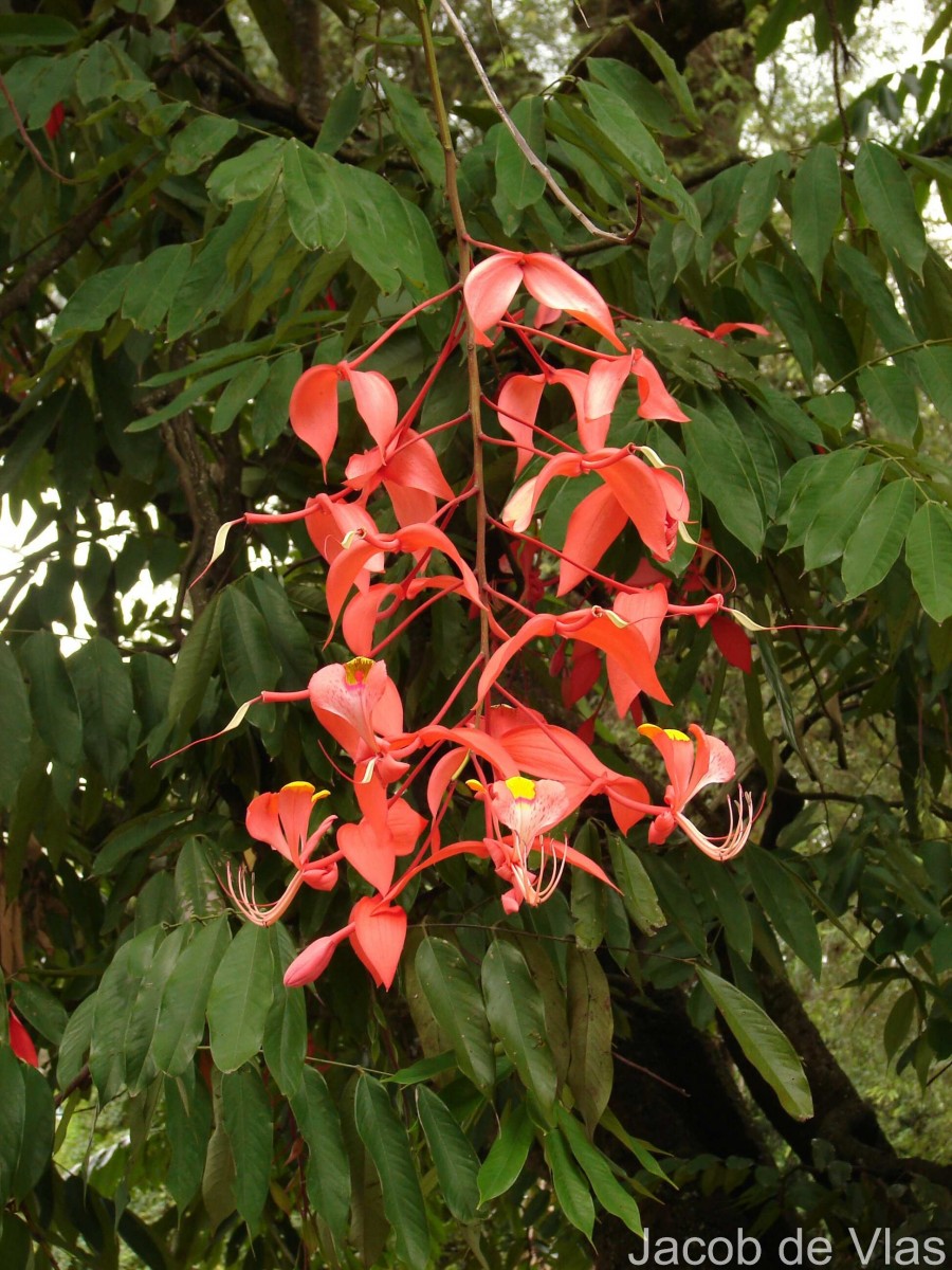 Amherstia nobilis Wall.